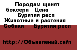 Породам щенят боксера › Цена ­ 5 000 - Бурятия респ. Животные и растения » Собаки   . Бурятия респ.